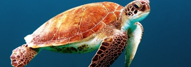 tartaruga marina biodiversità