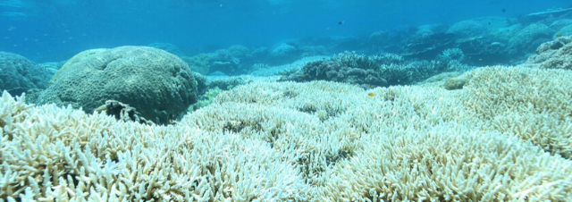 sbiancamento coralli